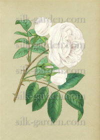 Принт РО-Б-163