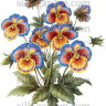 Переводной рисунок 7