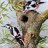 Принт BaEd-15 Принт BaEd-15