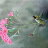 Принт Птичка CD-39 Принт Птичка CD-39