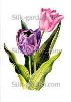 P-Ris-TULIP-1