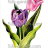 P-Ris-TULIP-1