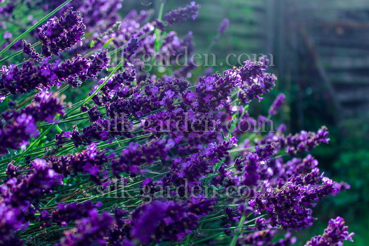Принт Лаванда ЛВ-236