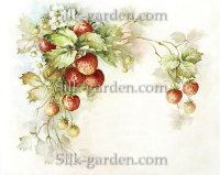 P-Ris-Berry-9