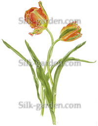 P-Ris-TULIP-2