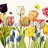 P-Ris-TULIP-3 P-Ris-TULIP-3