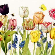 P-Ris-TULIP-3 - P-Ris-TULIP-3