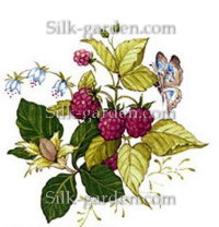 P-Ris-Berry-11