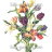 P-Ris-TULIP-4 P-Ris-TULIP-4