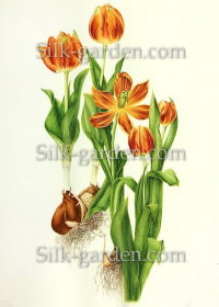P-Ris-TULIP-6