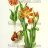 P-Ris-TULIP-6 P-Ris-TULIP-6