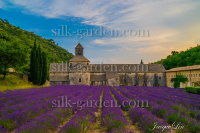 Принт Лаванда ЛВ-243