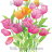 P-Ris-TULIP-7-2