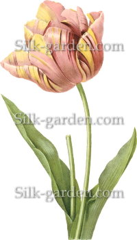 P-Ris-TULIP-8
