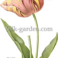 P-Ris-TULIP-8 - P-Ris-TULIP-8