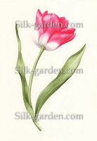 P-Ris-TULIP-7