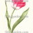 P-Ris-TULIP-7 P-Ris-TULIP-7