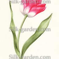 P-Ris-TULIP-7 - P-Ris-TULIP-7
