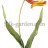 P-Ris-TULIP-9