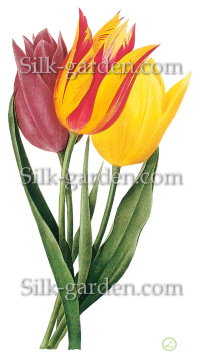P-Ris-TULIP-10
