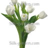 P-Ris-TULIP-11
