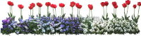 P-Ris-TULIP-12