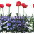 P-Ris-TULIP-12