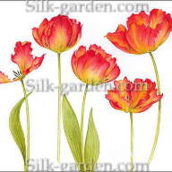 P-Ris-TULIP-14 - P-Ris-TULIP-14