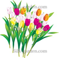 P-Ris-TULIP-15