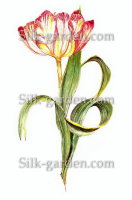 P-Ris-TULIP-16
