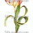 P-Ris-TULIP-16 P-Ris-TULIP-16