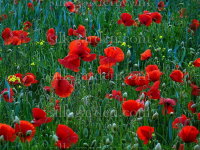 Принт Полевые цветы PCV-45