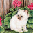Принт JANE-7 Принт JANE-7