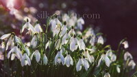 Принт Подснежники-18