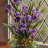 Принт Iris-3 Принт Iris-3