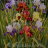 Принт Iris-13 Принт Iris-13