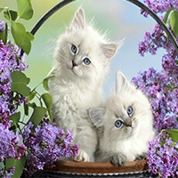 Котики